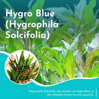 Live Aquarium Plant product image 2