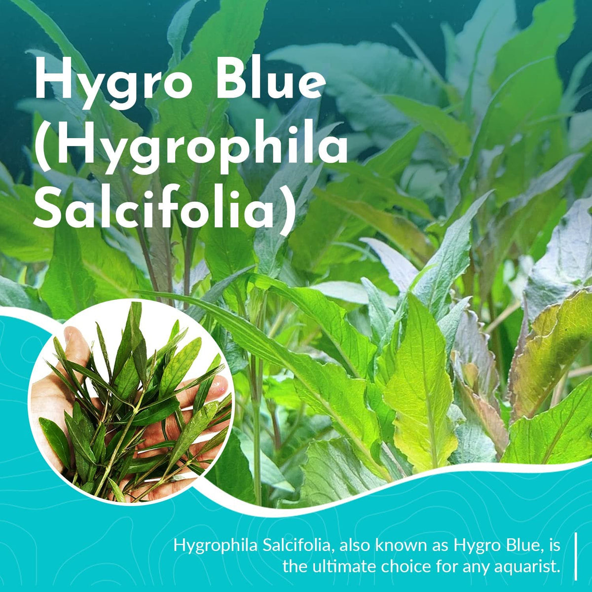 Live Aquarium Plant product image 2