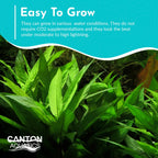Live Aquarium Plant product image 3
