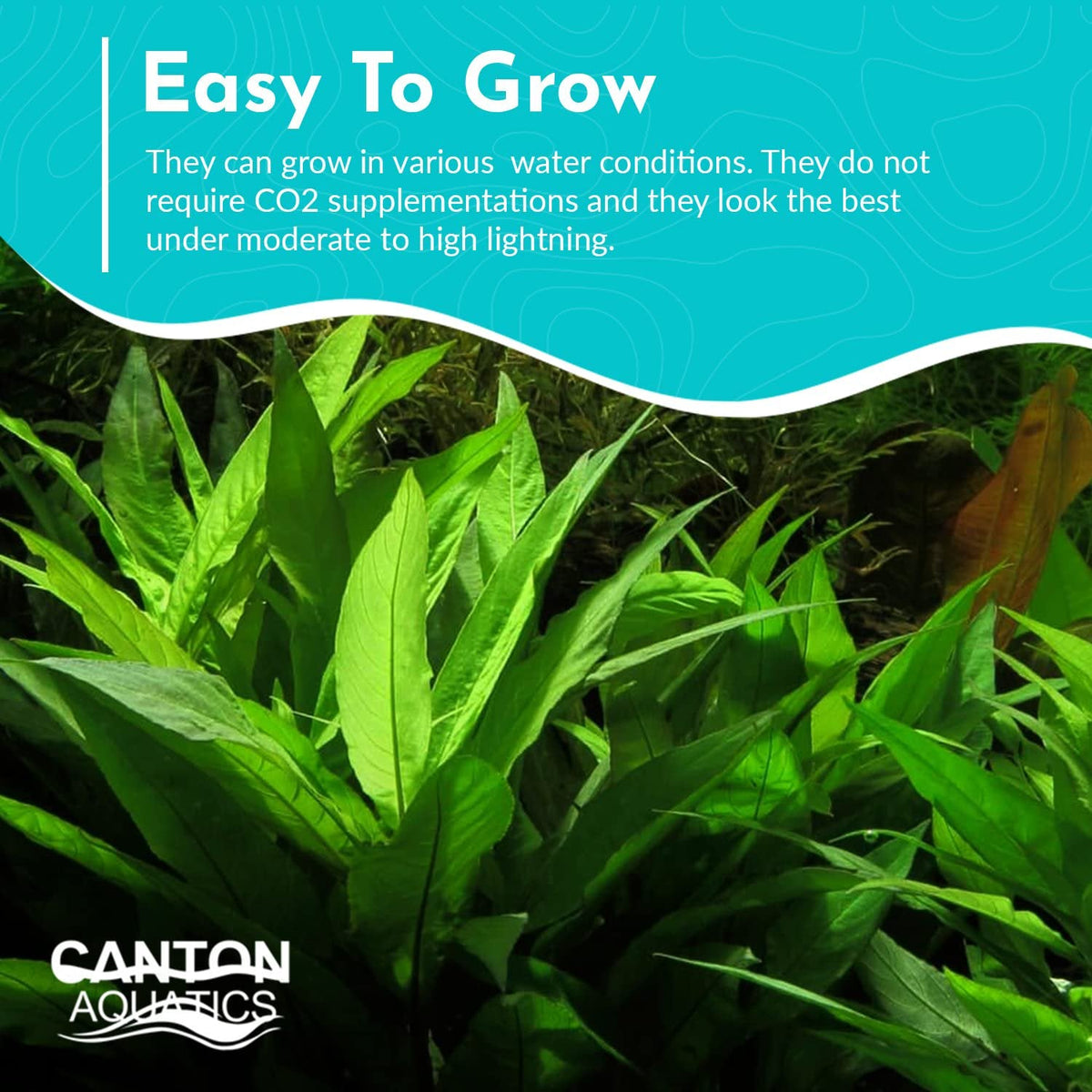 Live Aquarium Plant product image 3