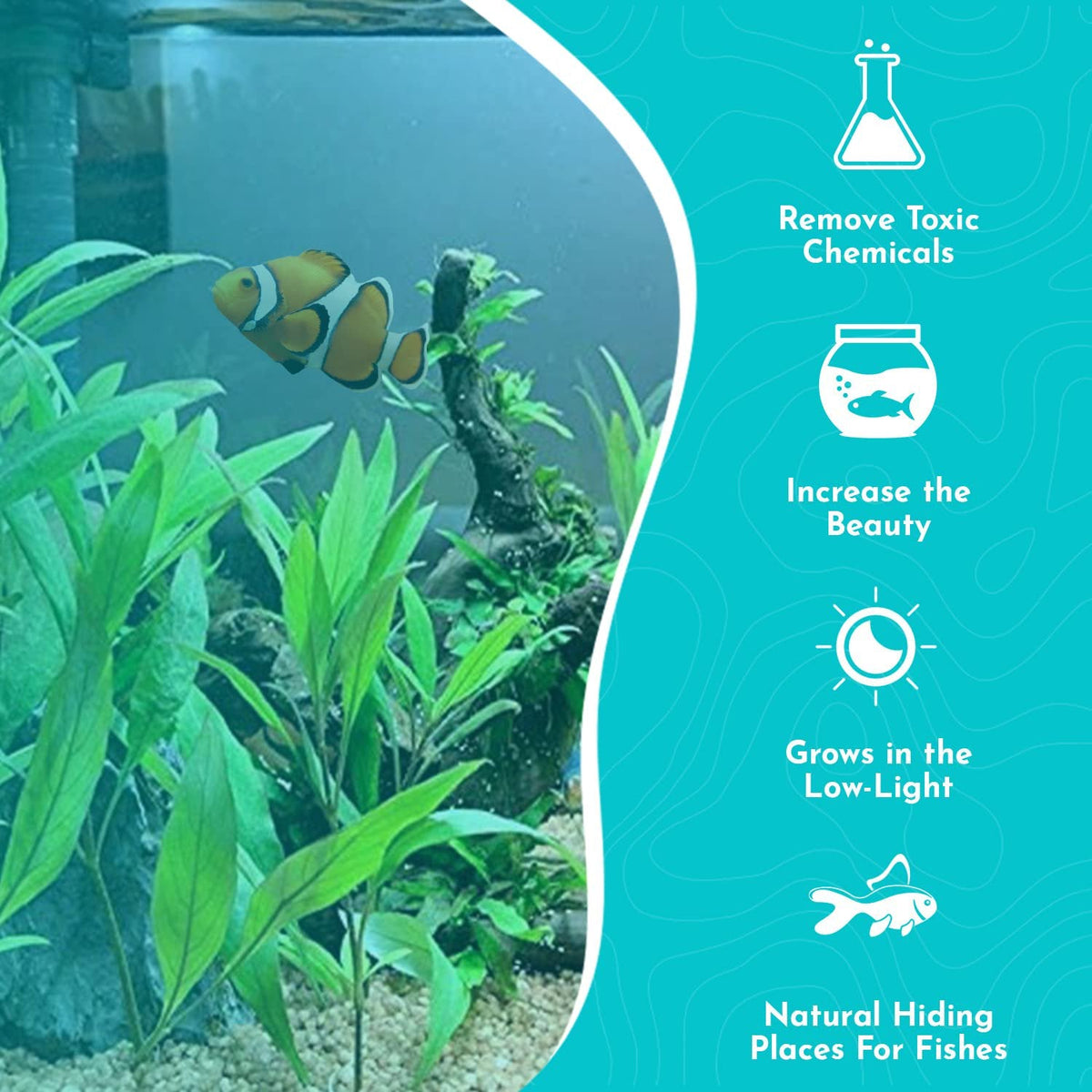 Live Aquarium Plant product image 4