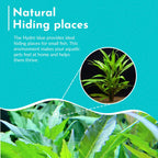 Live Aquarium Plant product image 5