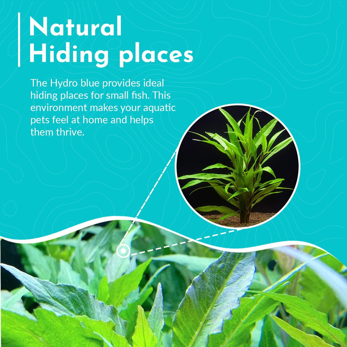 Live Aquarium Plant product image 5