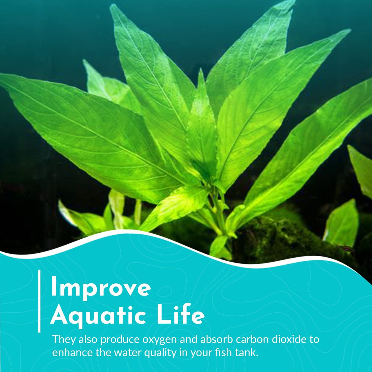 Live Aquarium Plant product image 6