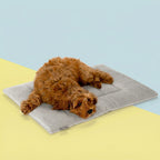 KindTail PAWD crate pad and dog bed with soft, cushioned surface for comfortable rest in a cozy dog bed setting