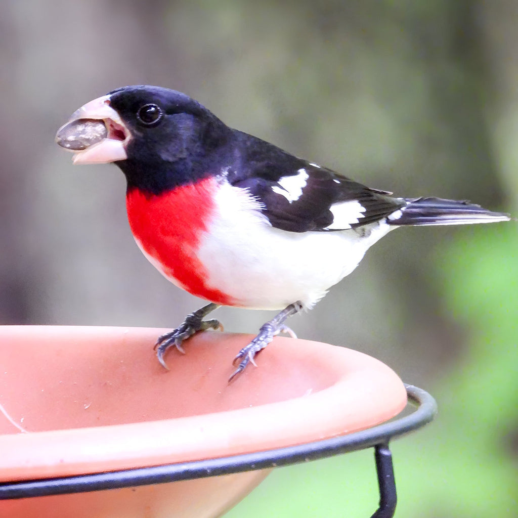 Wild Bird Seed Box product image 3