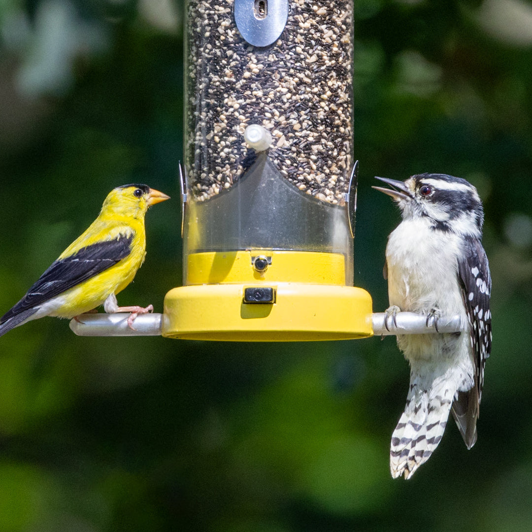 Wild Bird Food Box product image 3