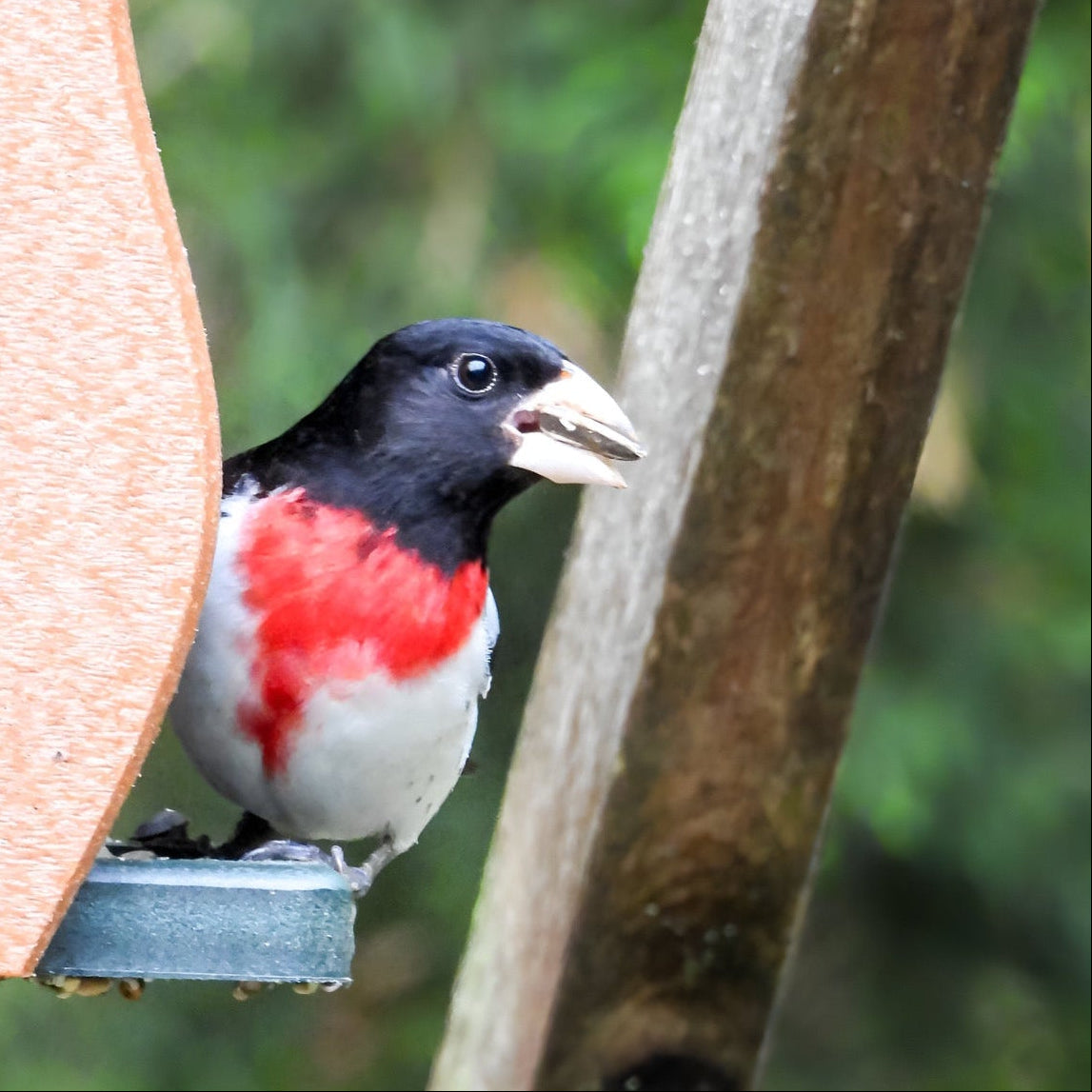 Wild Bird Food Box product image 4