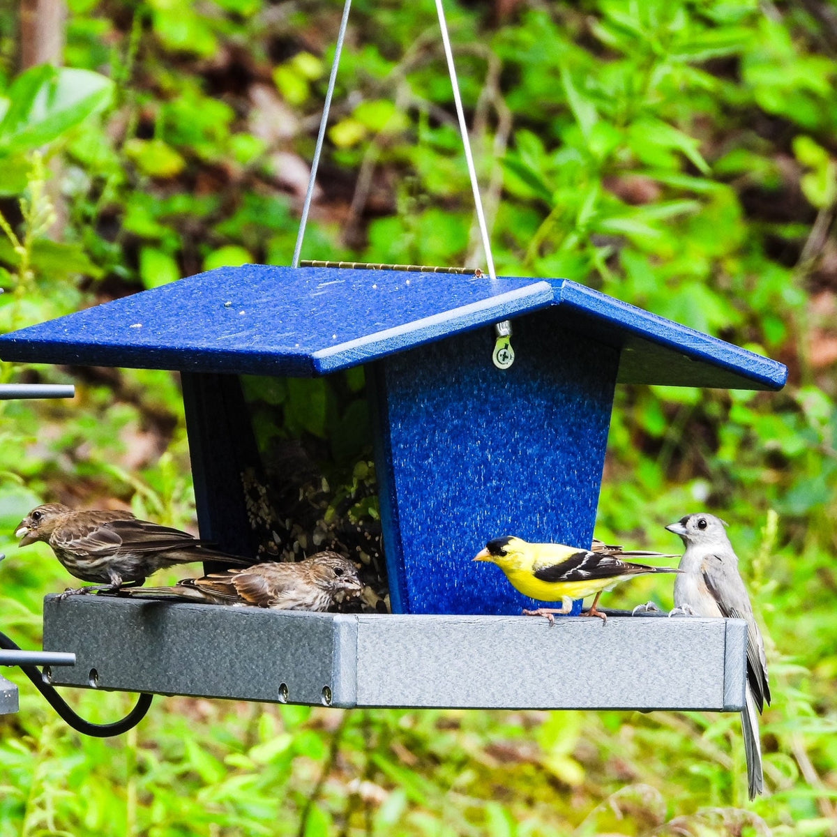 Wild Bird Food Box product image 5