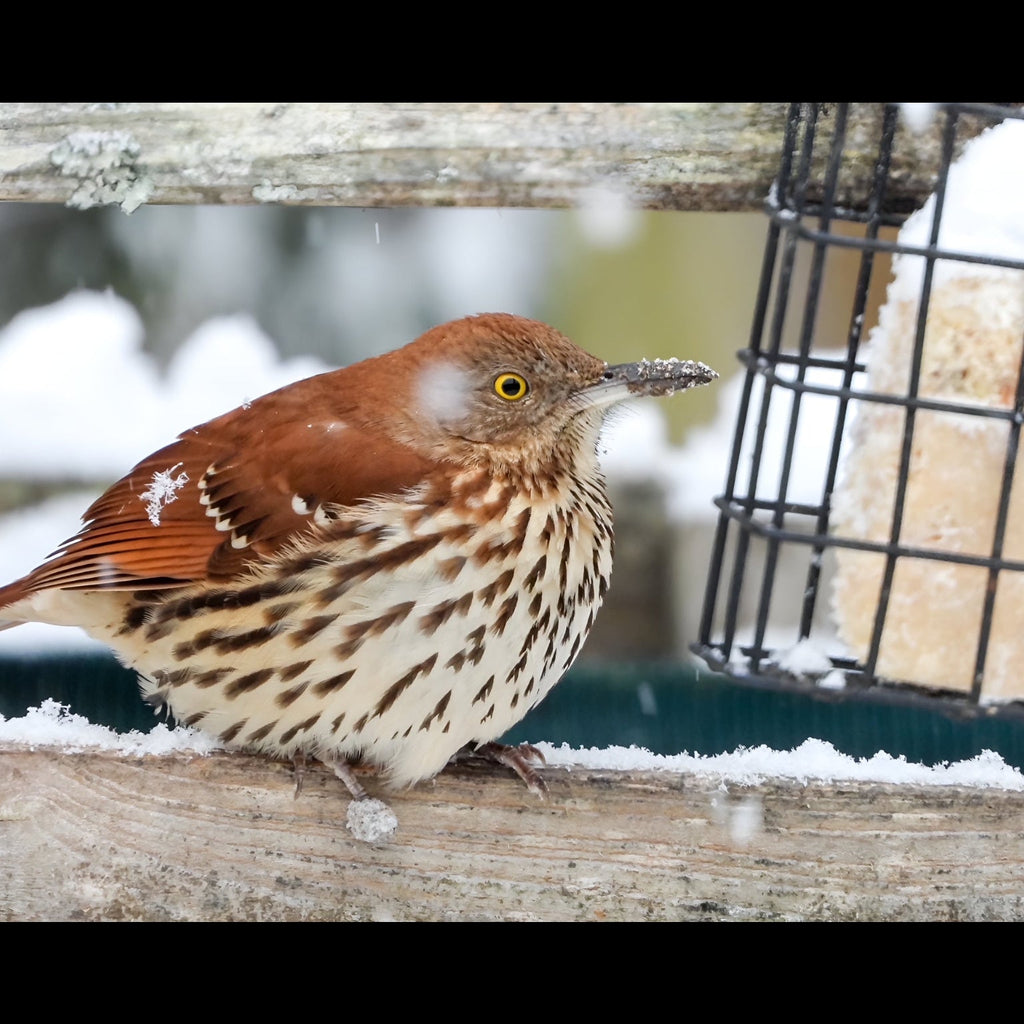 Wild Bird Food Box product image 6