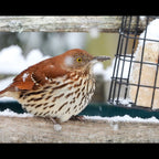 Wild Bird Food Box product image 6