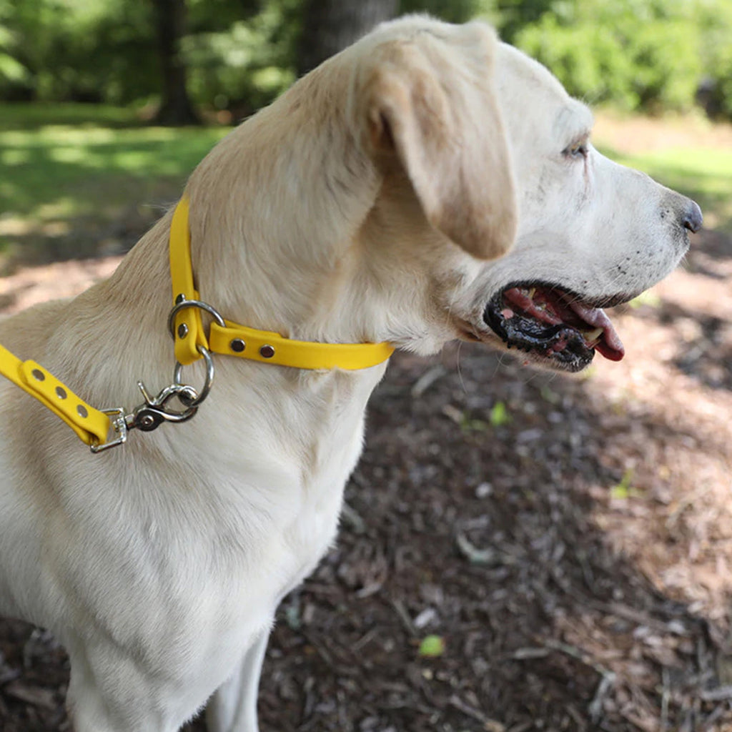 Slip Dog Collar product image 11