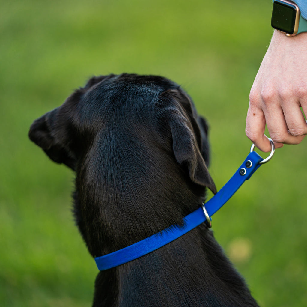 Slip Dog Collar product image 12