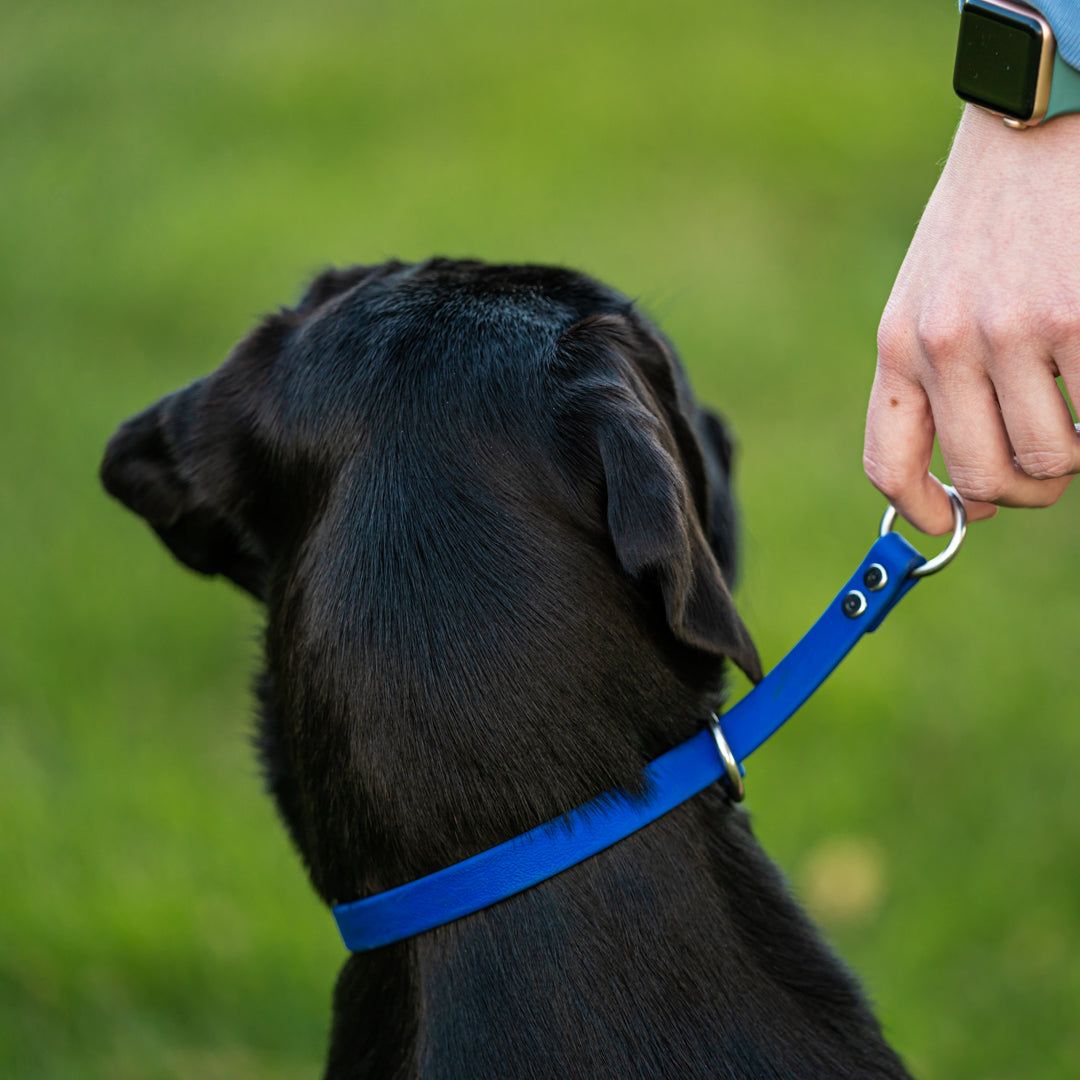Slip Dog Collar product image 12