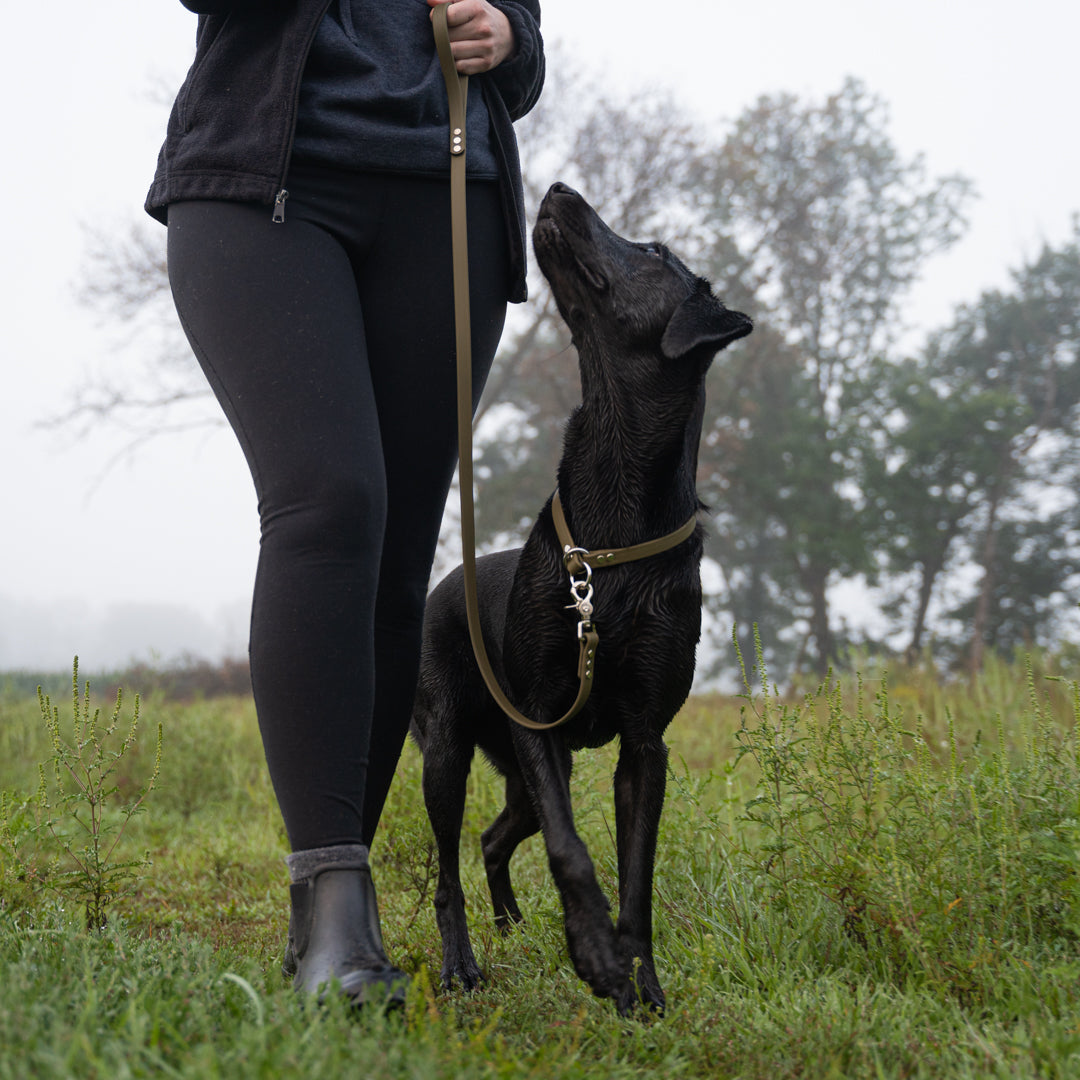Slip Dog Collar product image 14