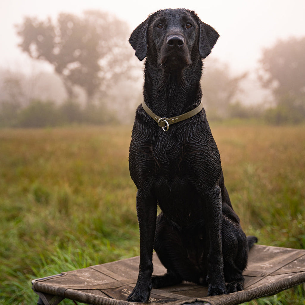 Slip Dog Collar product image 15