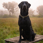 Slip Dog Collar product image 15