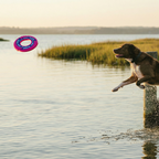 Dog Fetch Toy product image 2