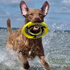 Dog Fetch Toy product image 6