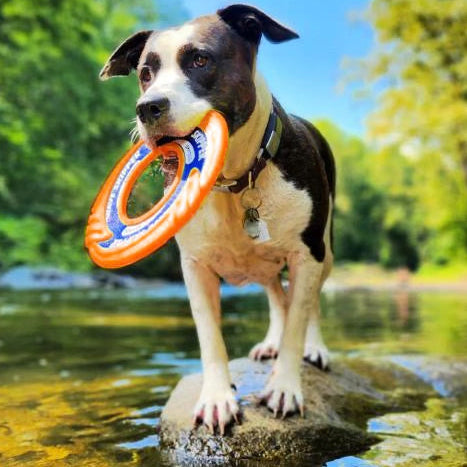 Dog Fetch Toy product image 11