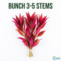 Live Aquarium Plant product image 1