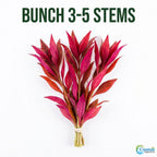 Live Aquarium Plant product image 1