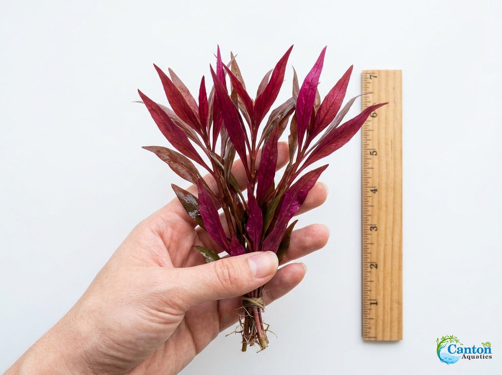 Live Aquarium Plant product image 3