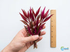 Live Aquarium Plant product image 3