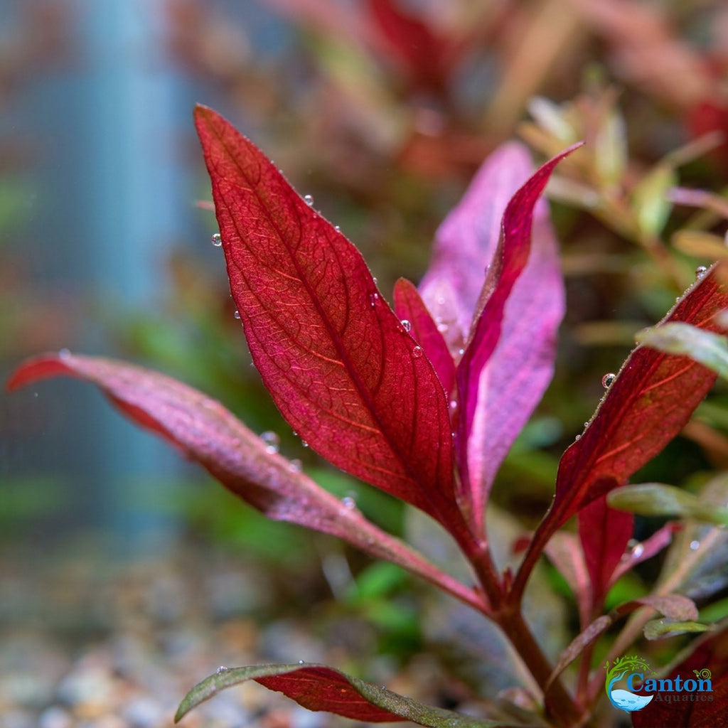 Live Aquarium Plant product image 5