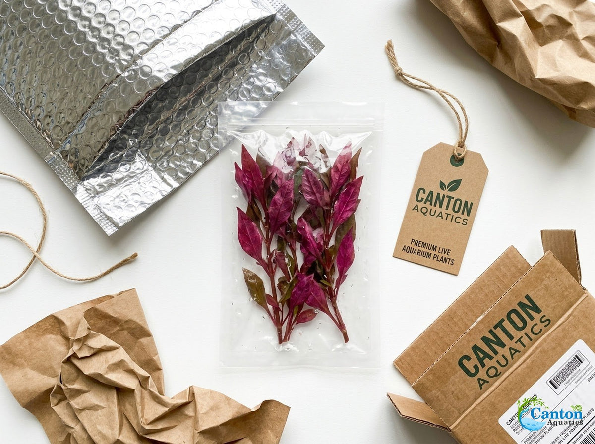 Live Aquarium Plant product image 6