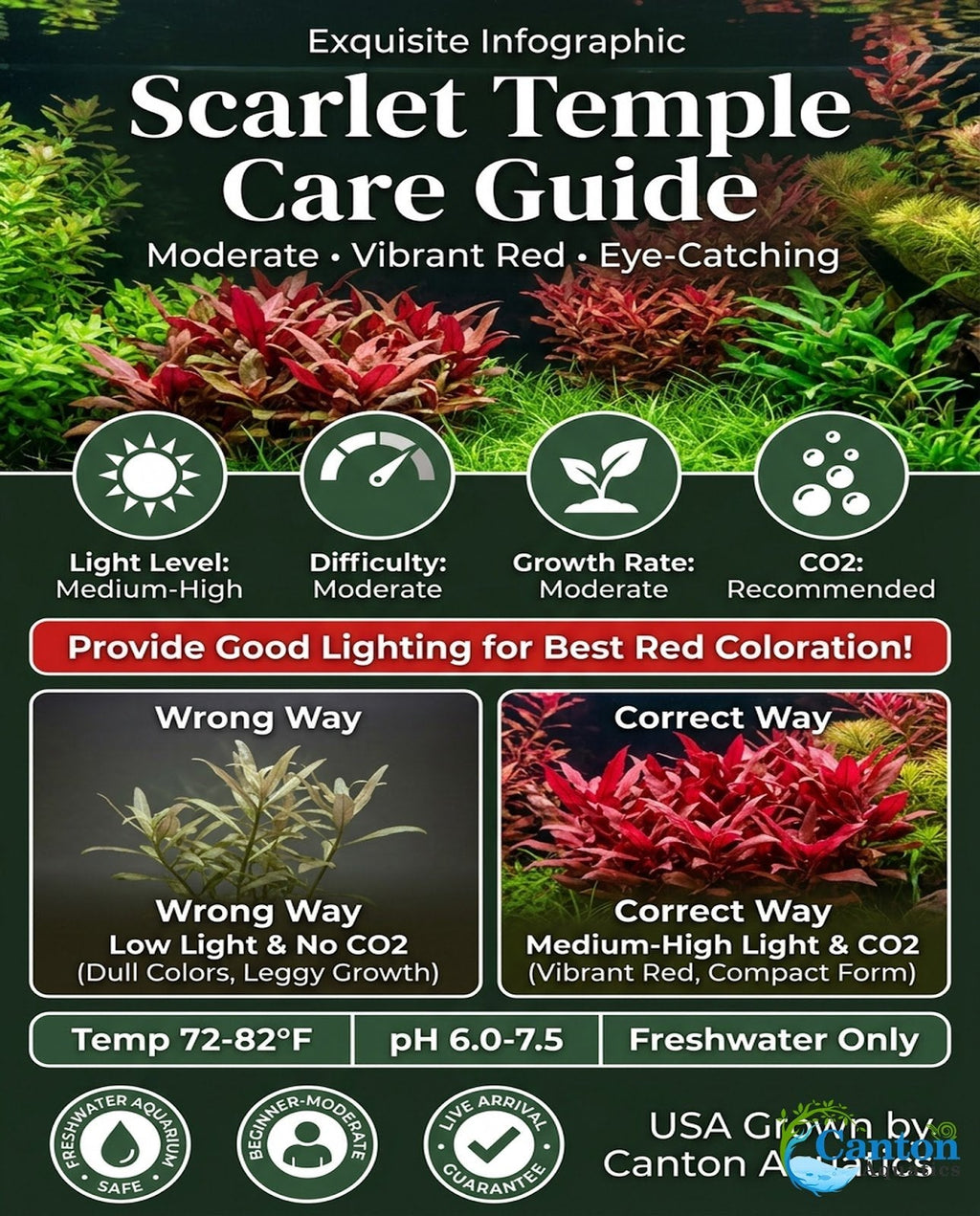 Live Aquarium Plant product image 8