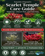 Live Aquarium Plant product image 8