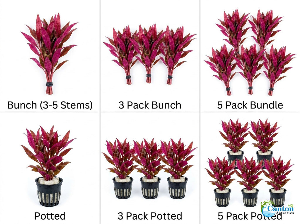 Live Aquarium Plant product image 9