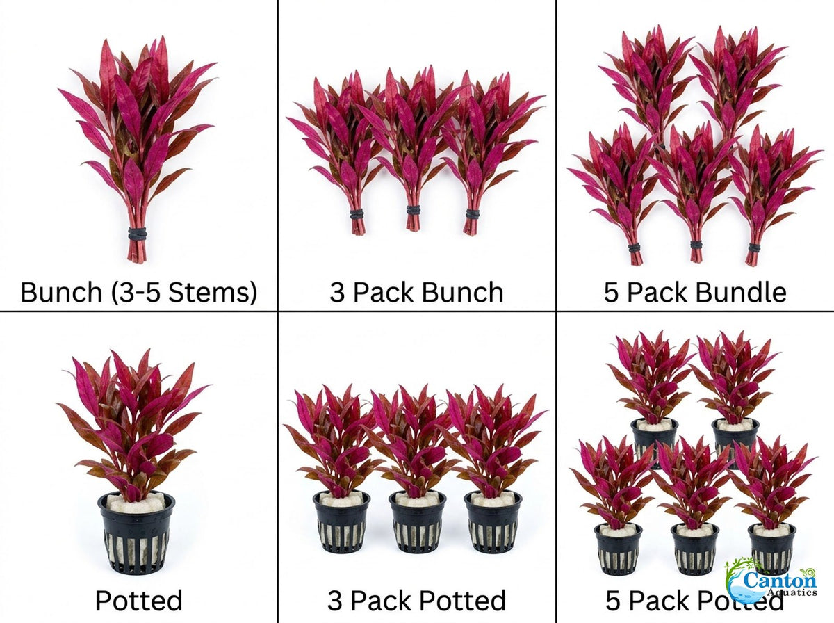 Live Aquarium Plant product image 9