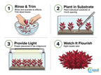 Live Aquarium Plant product image 10