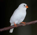 Zebra Finch product image 1
