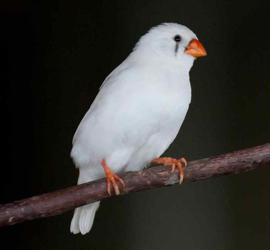 Zebra Finch product image 1