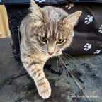 Outdoor Cat Shelter Support Kit product image 1