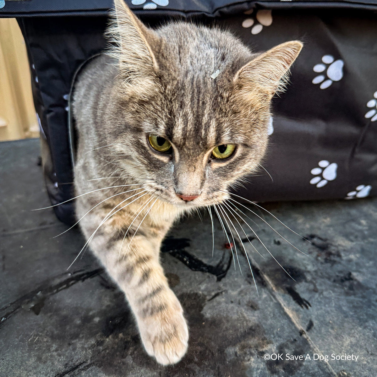 Outdoor Cat Shelter Support Kit product image 1