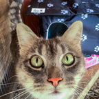 Outdoor Cat Shelter Support Kit product image 6