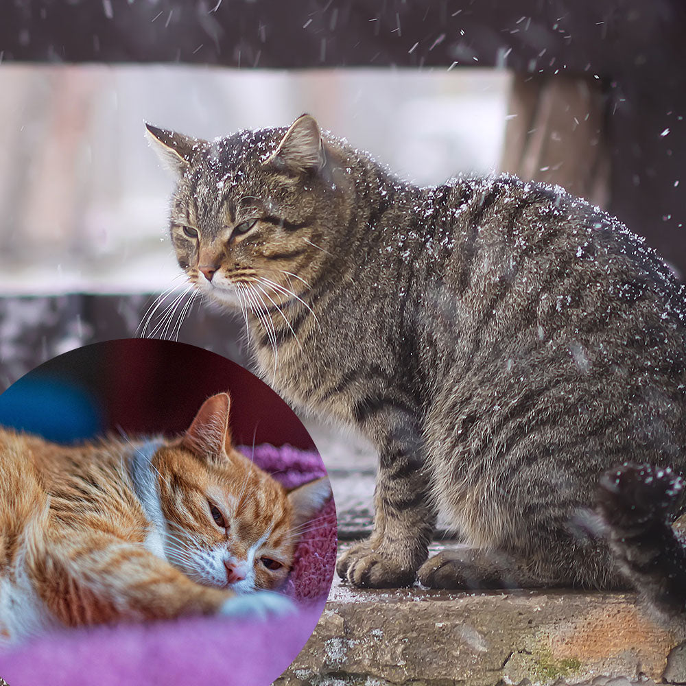 Outdoor Cat Shelter Support Kit product image 7