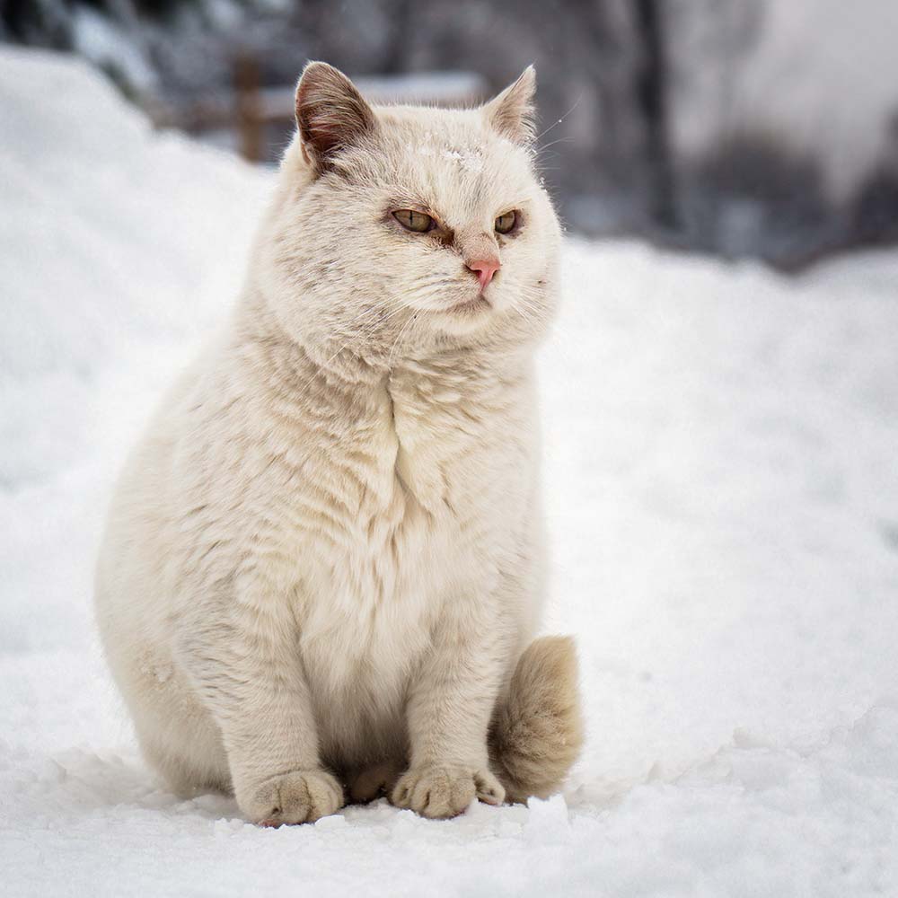 Outdoor Cat Shelter Support Kit product image 8