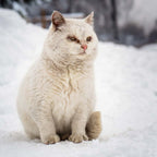Outdoor Cat Shelter Support Kit product image 8