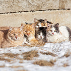 Outdoor Cat Shelter Support Kit product image 11