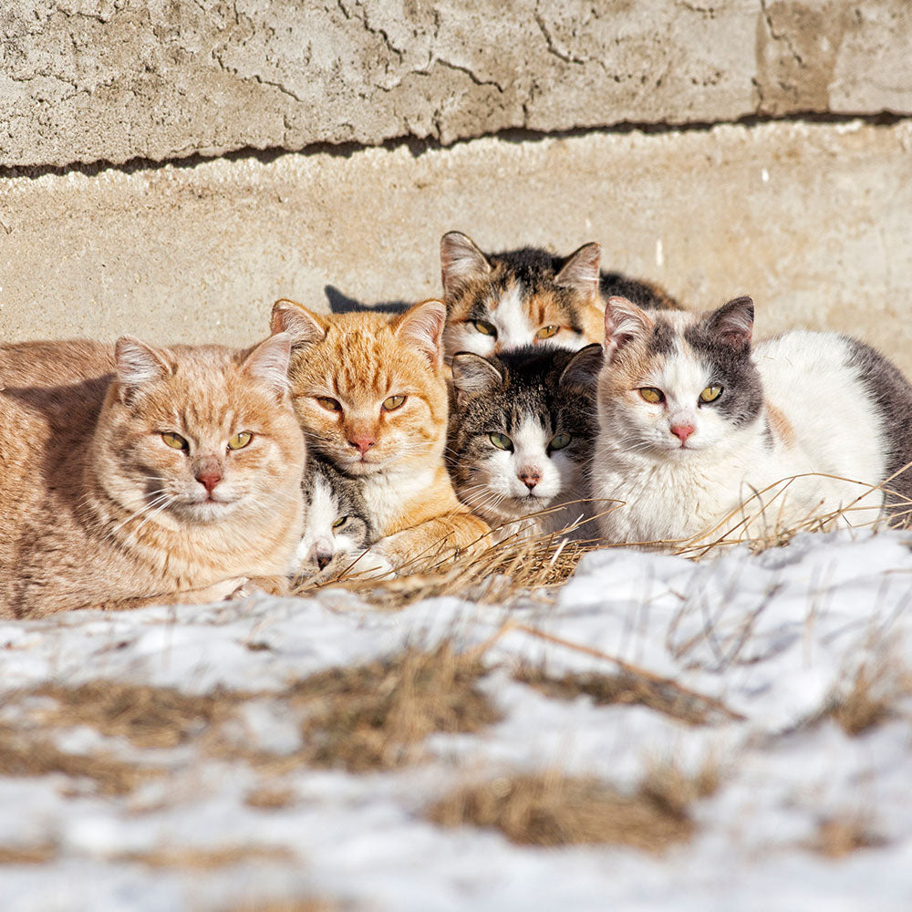 Outdoor Cat Shelter Support Kit product image 11