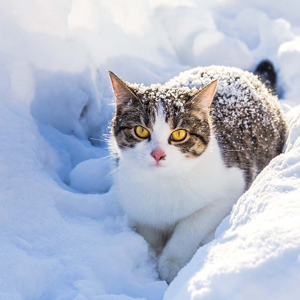 Outdoor Cat Shelter Support Kit product image 12