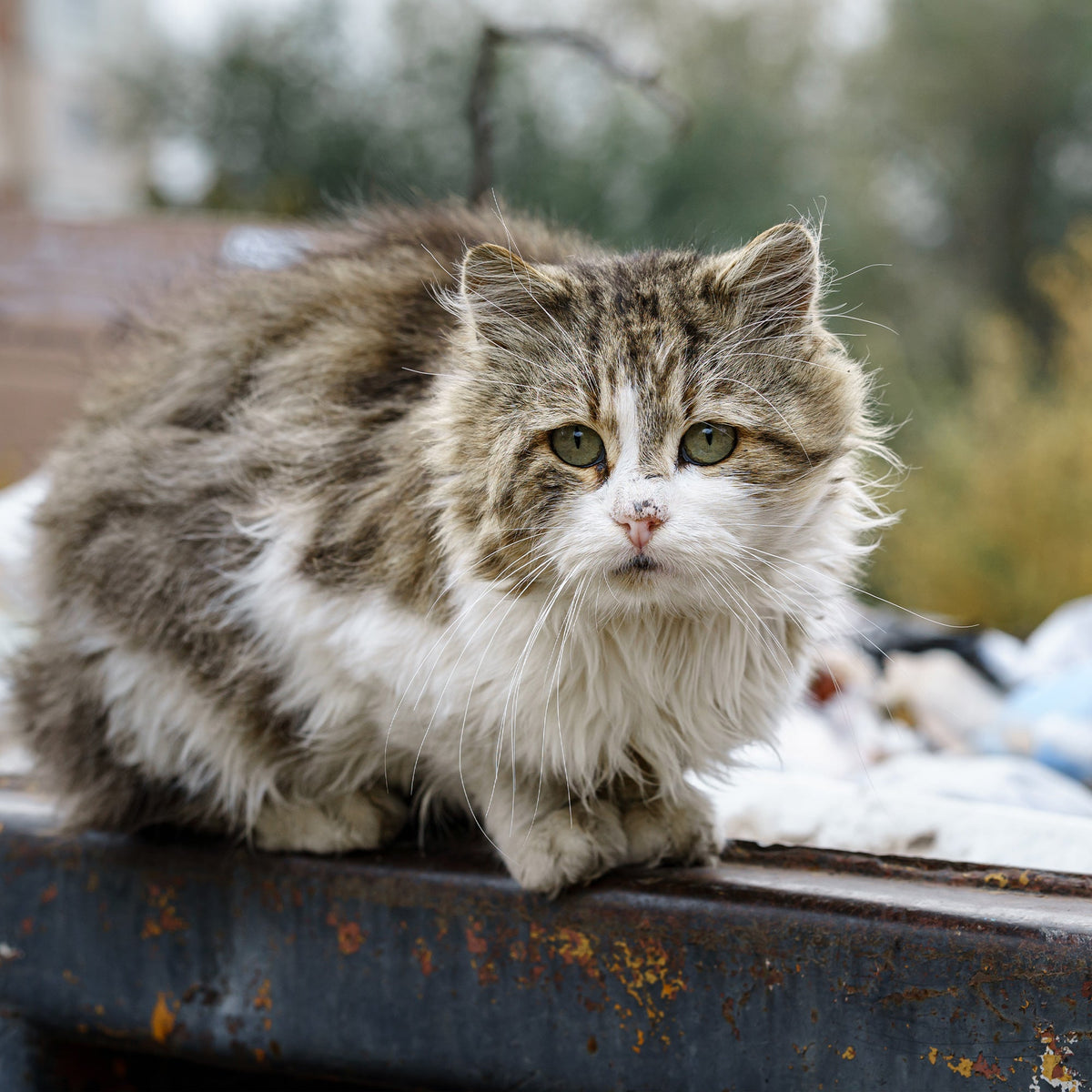 Outdoor Cat Shelter Support Kit product image 13