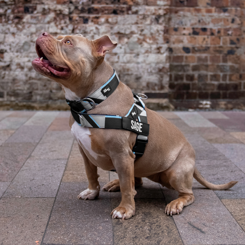 Bungee Dog Leash product image 82