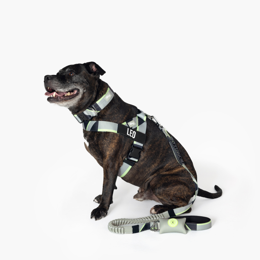 Bungee Dog Leash product image 83
