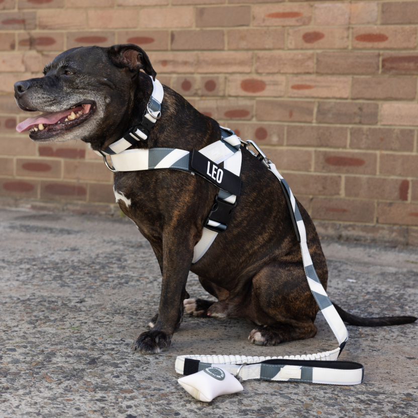 Bungee Dog Leash product image 85